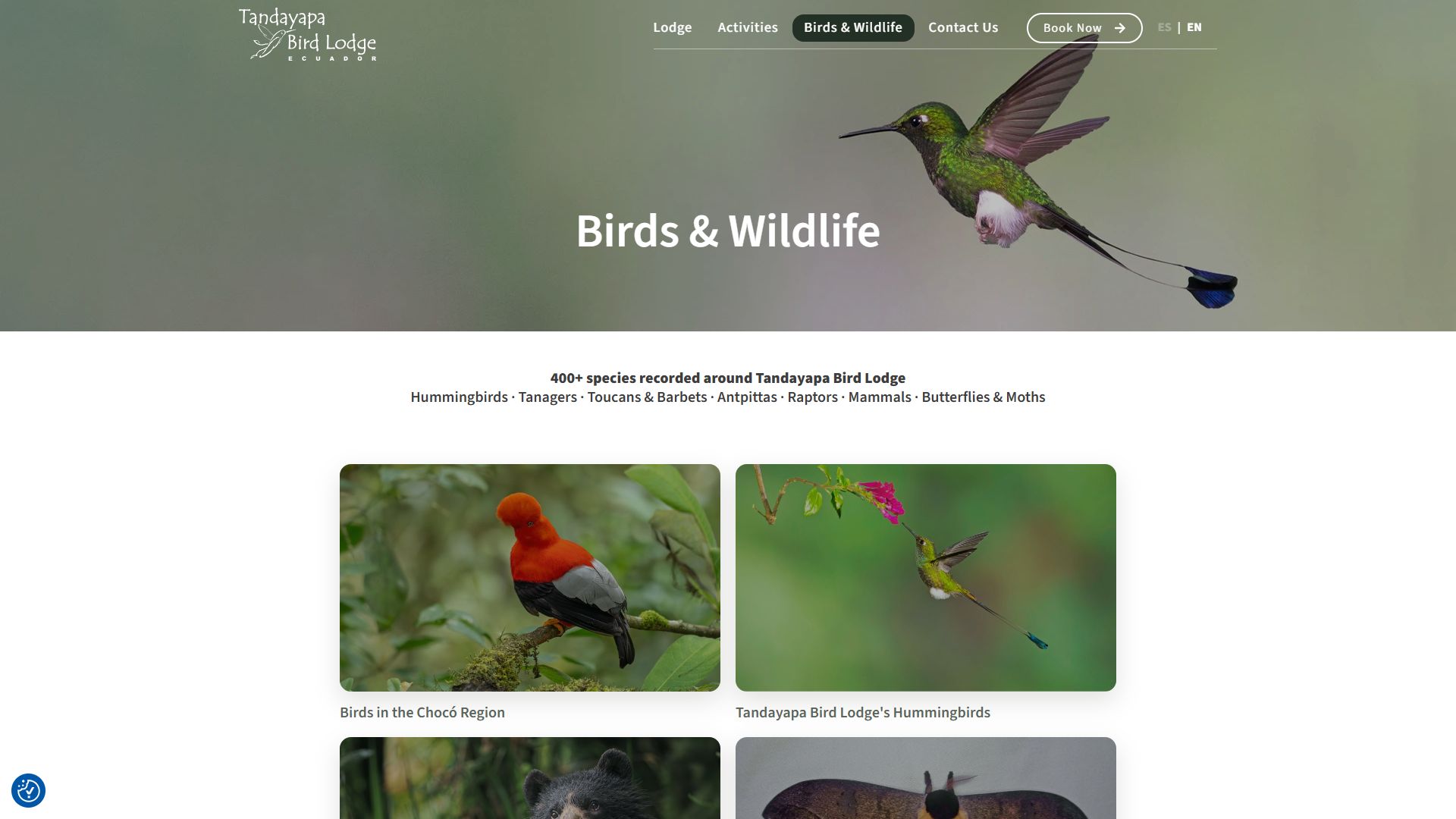 Página de aves y fauna de la web de Tandayapa Bird Lodge